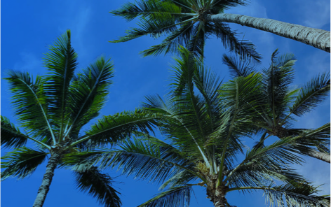 Imagen de cielo y palmeras que puedes encontrar en la web de Apple